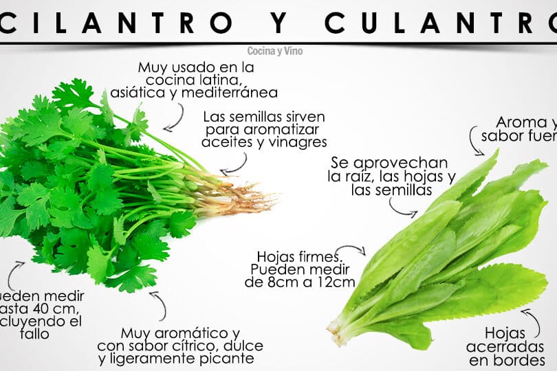 diferencias entre cilantro y culantro cual es la hierba aromatica que estas buscando