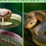 diferencias entre culebras y serpientes todo lo que necesitas saber