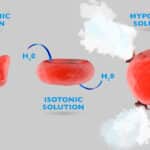 diferencias entre deshidratacion hipotonica e hipertonica todo lo que necesitas saber