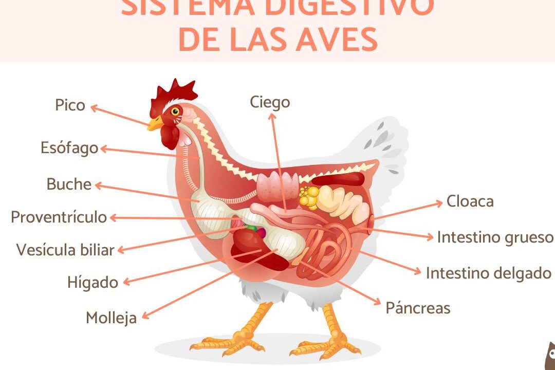 diferencias entre el sistema digestivo humano y animal un analisis completo