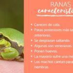 diferencias entre hiena macho y hembra una guia completa para identificar y comprender las caracteristicas distintivas