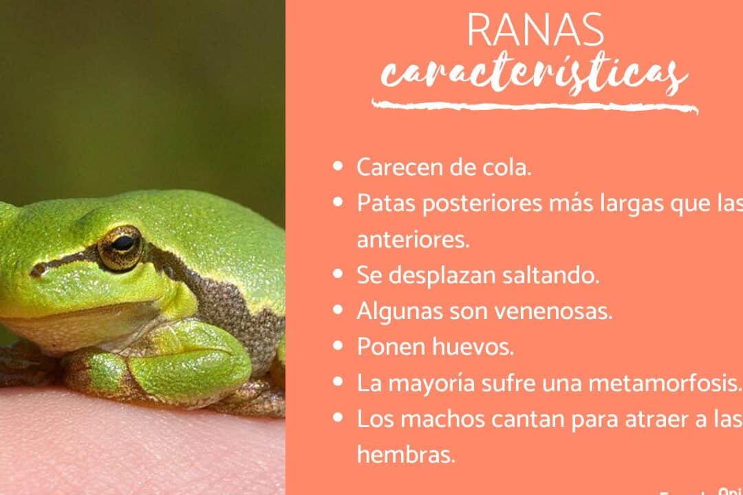 diferencias entre hiena macho y hembra una guia completa para identificar y comprender las caracteristicas distintivas