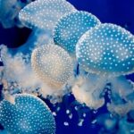 diferencias entre polipos y medusas guia completa para entender estos organismos marinos