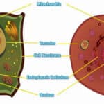 diferencias entre vacuolas de eucariotas animales y vegetales que debes saber