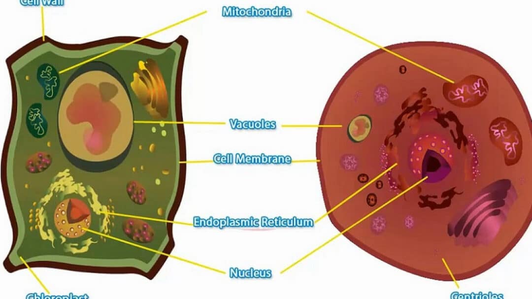 diferencias entre vacuolas de eucariotas animales y vegetales que debes saber