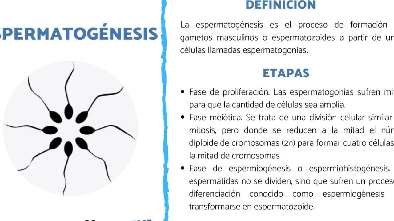 diferencias fundamentales entre espermatogenesis y ovogenesis todo lo que necesitas saber