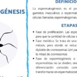 diferencias fundamentales entre espermatogenesis y ovogenesis todo lo que necesitas saber