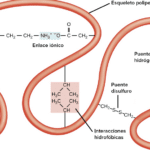 explorando las diferencias entre la estructura de alfa helice y beta plegada en las proteinas