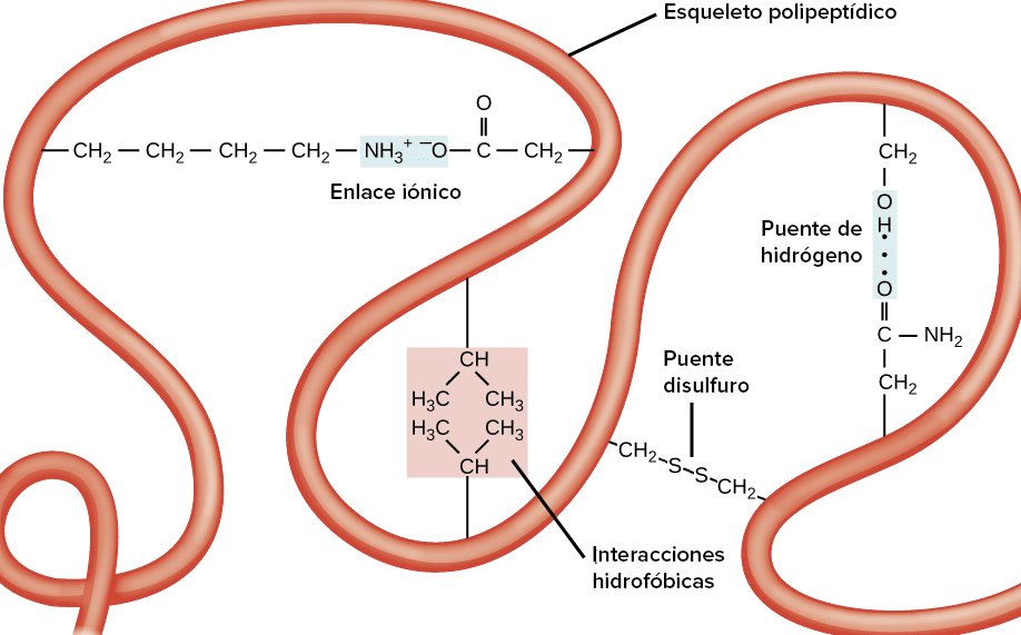 explorando las diferencias entre la estructura de alfa helice y beta plegada en las proteinas