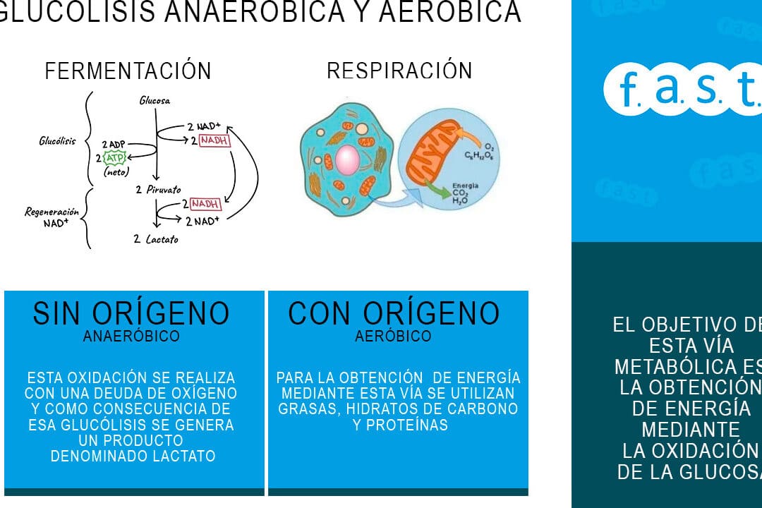 las principales diferencias entre atp y nadh que los hace fundamentales en la produccion de energia