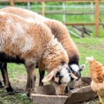 descubre las principales diferencias entre caprinos y ovinos un analisis detallado para entender mejor su crianza y productividad