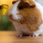 descubre las principales diferencias entre cuy y hamster caracteristicas cuidados y alimentacion