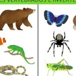 descubre las principales diferencias entre un animal vertebrado e invertebrado