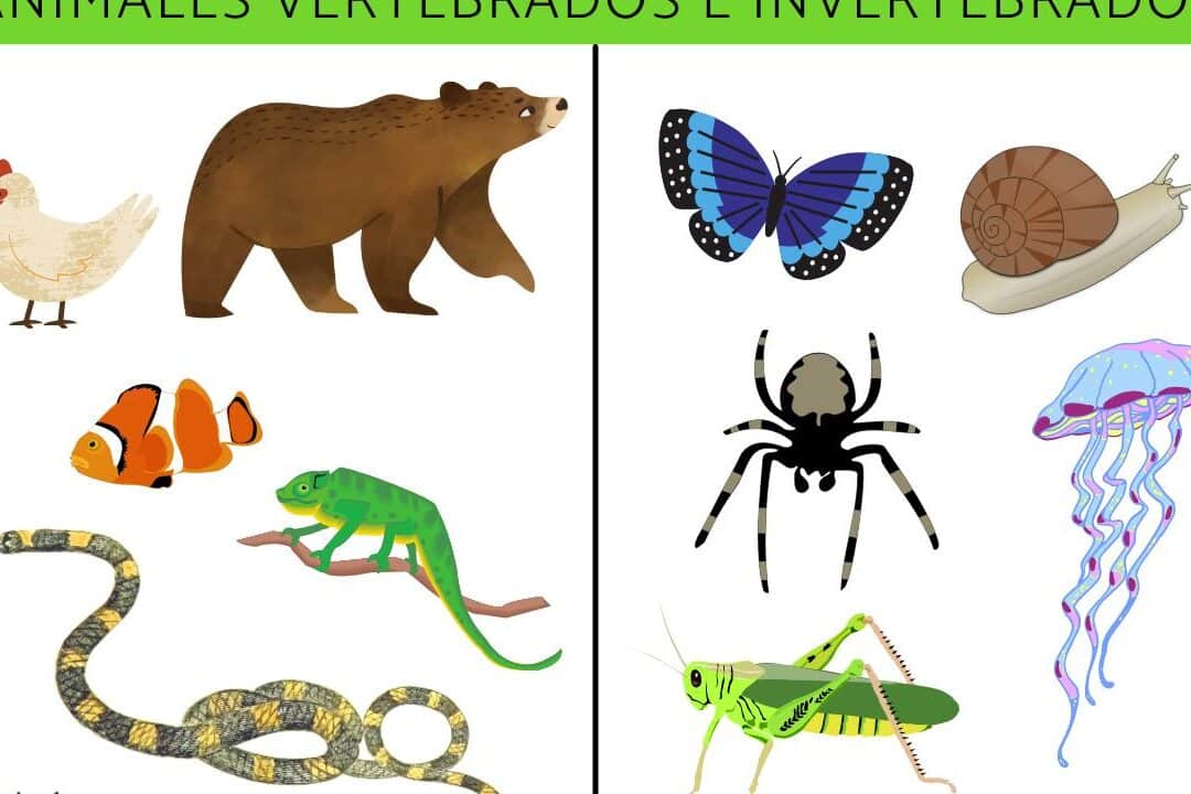 descubre las principales diferencias entre un animal vertebrado e invertebrado