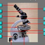 diferencias clave entre afiboles y piroxenos que debes saber