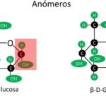 diferencias clave entre alfa d glucosa y beta d glucosa cual es la diferencia y como afecta a tu cuerpo