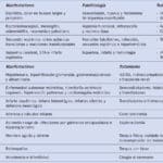 diferencias clave entre alfa y beta talasemia caracteristicas diagnostico y tratamiento