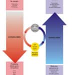 diferencias clave entre anabolismo y catabolismo de carbohidratos una guia completa