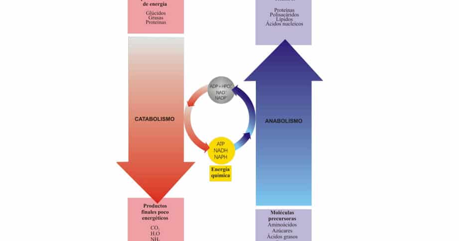 diferencias clave entre anabolismo y catabolismo de carbohidratos una guia completa