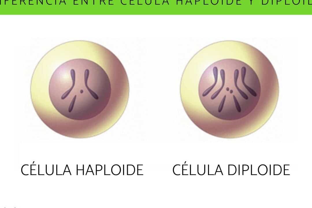 diferencias clave entre celula diploide y celula haploide cual es su importancia en la reproduccion y genetica