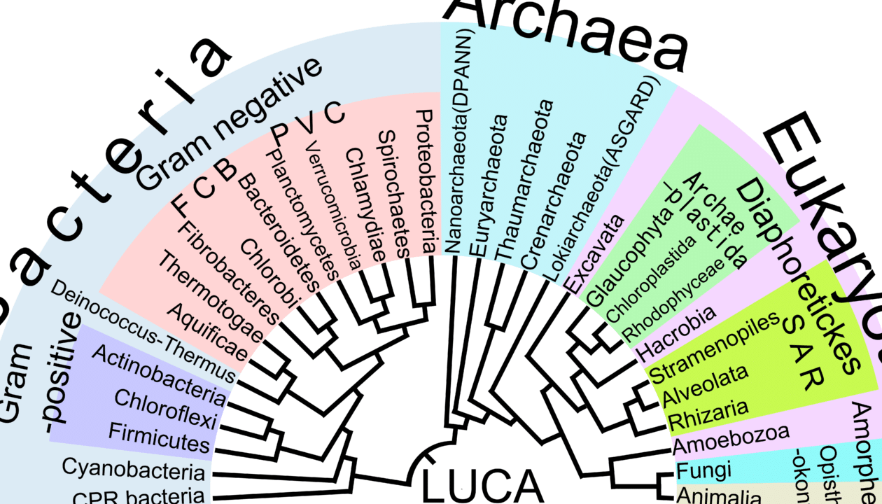 diferencias clave entre clasificacion taxonomica y filogenetica cual es la mejor opcion