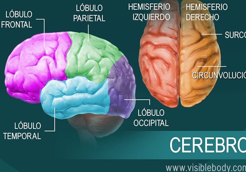 Diferencias Clave Entre Encéfalo Y Cerebro ¿cuál Es Su Función Y Estructura Principal 7566