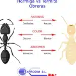 diferencias clave entre hormigas y termitas como distinguirlas y entender sus caracteristicas unicas