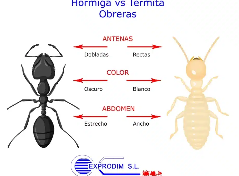 diferencias clave entre hormigas y termitas como distinguirlas y entender sus caracteristicas unicas