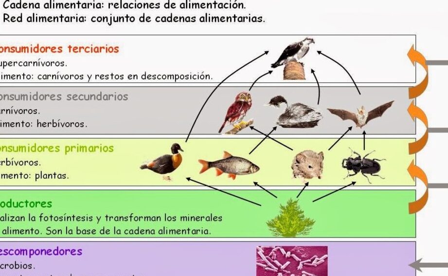 diferencias claves entre cadenas y tramas alimenticias en un mapa conceptual