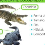 diferencias entre aligator cocodrilo y caiman todo lo que necesitas saber