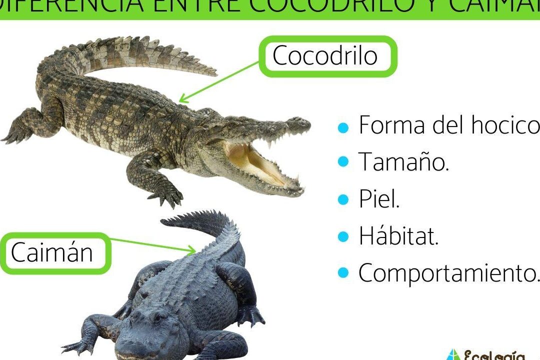 diferencias entre aligator cocodrilo y caiman todo lo que necesitas saber