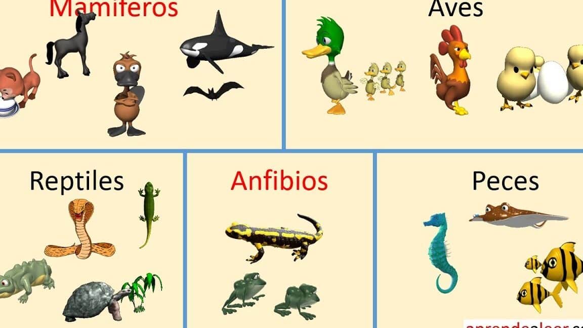 diferencias entre anfibios reptiles y mamiferos guia completa