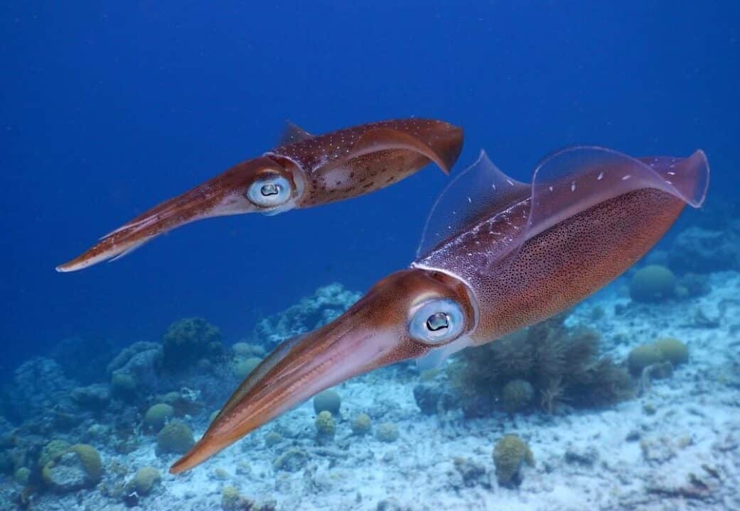 diferencias entre architeuthis y mesonychoteuthis cual es la mayor especie de calamar