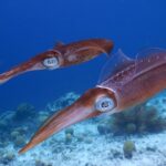 diferencias entre architeuthis y mesonychoteuthis cual es la mayor especie de calamar