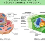diferencias entre celula vegetal y celula animal que es el peptidoglicano y como se relaciona