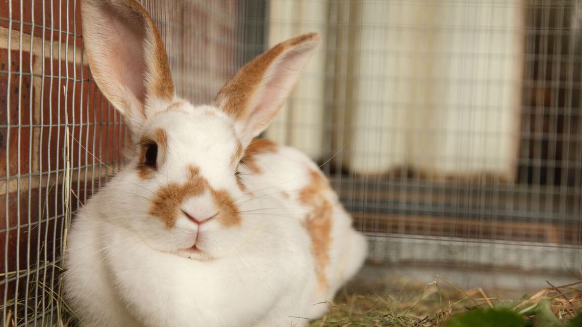 diferencias entre conejos y lagomorfos todo lo que necesitas saber