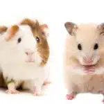 diferencias entre cuyos y hamsters todo lo que necesitas saber