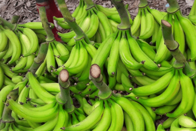 Diferencias entre hojas de plátano y guineo: ¿Cuál es la mejor opción para usar en la cocina?