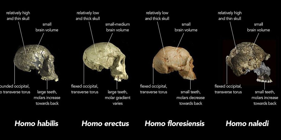 diferencias entre humanos y animales un analisis completo en wikipedia