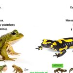 diferencias entre sapos y ranas explicadas de forma sencilla para ninos
