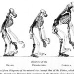 las principales diferencias entre el hombre primitivo y el hombre actual una perspectiva evolutiva