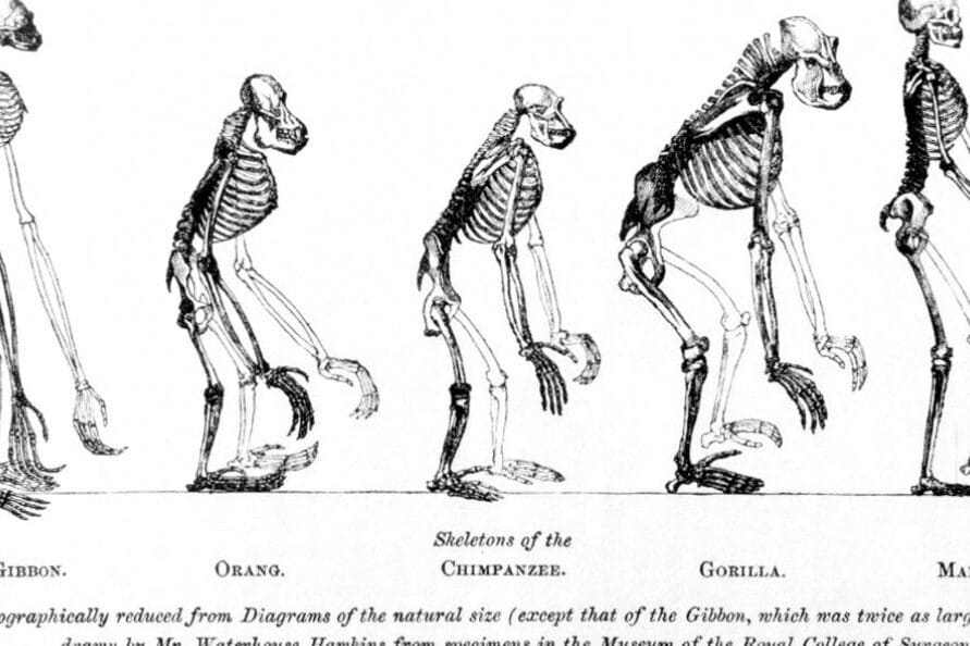 las principales diferencias entre el hombre primitivo y el hombre actual una perspectiva evolutiva