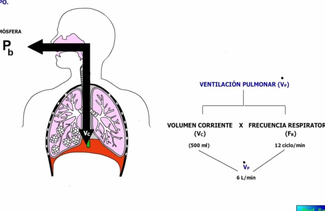 respiracion vs ventilacion pulmonar descubre las diferencias y su importancia