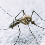 cuales son las diferencias clave entre el dengue y la faringitis descubrelo aqui