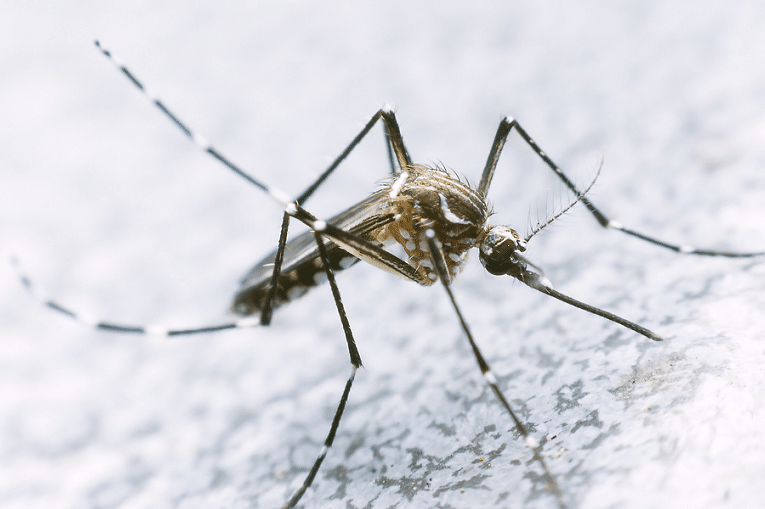 cuales son las diferencias clave entre el dengue y la faringitis descubrelo aqui