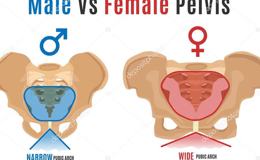 diferencias anatomicas entre cadera masculina y femenina que debes saber