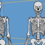 diferencias anatomicas entre el cuerpo de la mujer y el hombre descubrelas