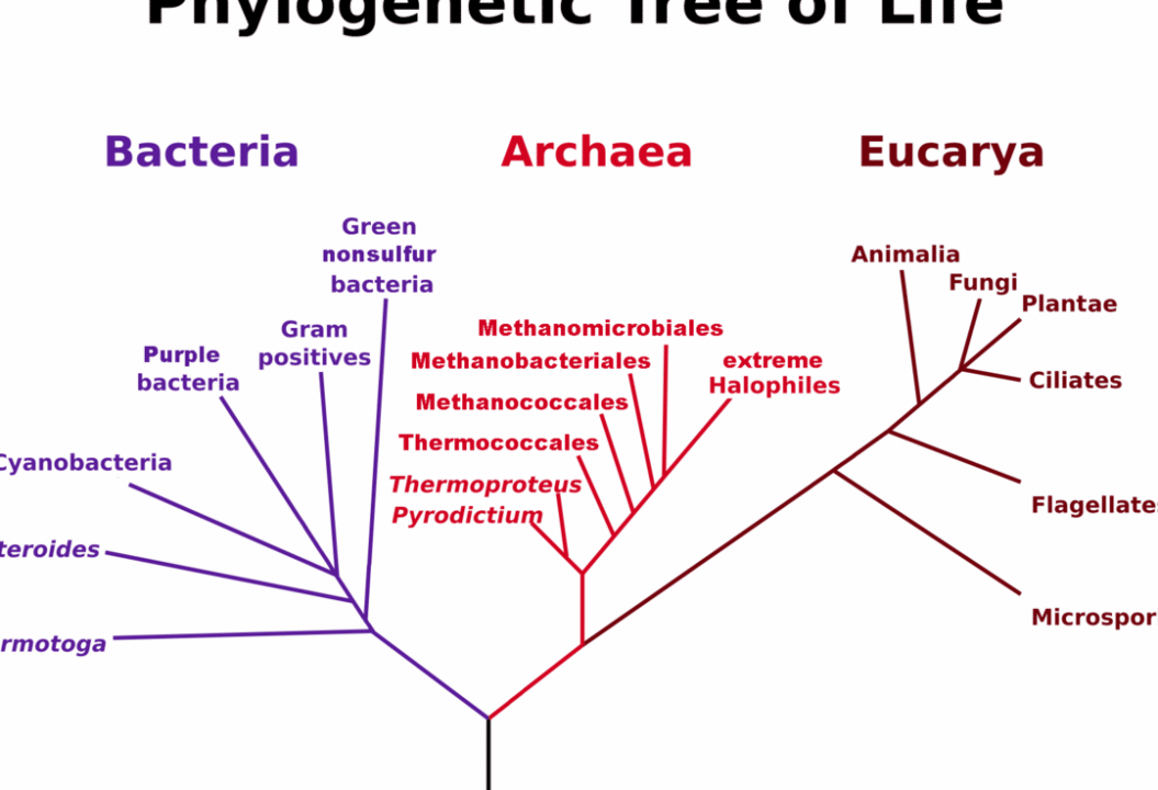 diferencias clave entre archaea y eukarya que los distingue en la biologia