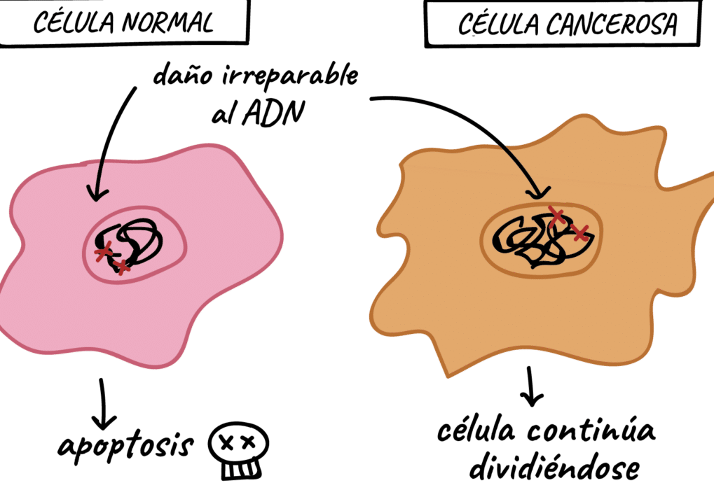 diferencias clave entre celulas normales y anormales guia completa