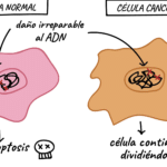 diferencias clave entre celulas normales y anormales guia completa